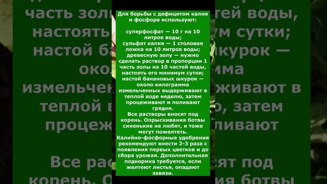 Какие удобрения нужны для формирования плодов на Баклажанах