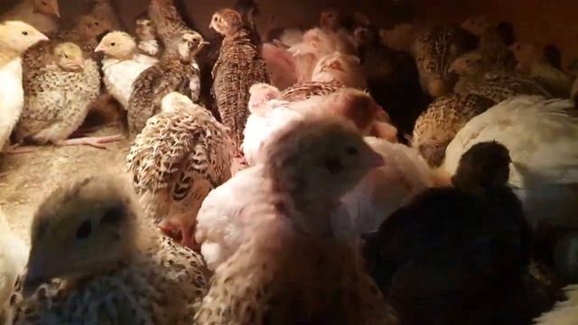 Подросли перепела и бройлера? смотреть онлайн