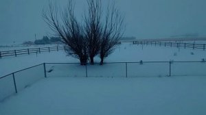 Irish Wolfhound in the Snow