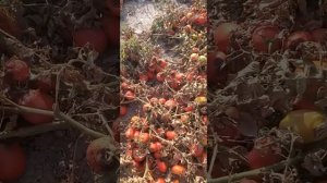 Томат Талент, Надя, Исма сравнение урожайности на поле средняя урожайность 141,5 тонна с 1 га. 26.0