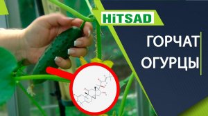 Почему горчат огурцы Зачем нужен Кукурбитацин?