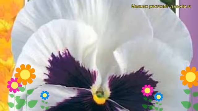 Виола швейцарские гиганты Сильвербрайд. Краткий обзор, описание viola wittrockiana Silverbride смотреть онлайн