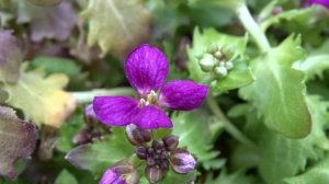 Arabis caucasica var. Little Treasure Deep Rose