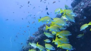 Дайвинг в Кении: дайв-сайт Diving the Crab