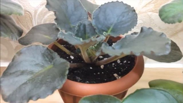 Фиалки из семян: часть 11. Скоро-скоро зацветем! смотреть онлайн