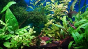 Мраморные боции в моем аквариуме