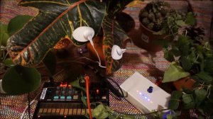 BioMidiMachine / Codiaeum + Korg Volca FM / plant stories