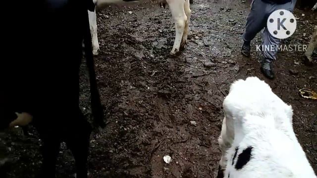 Молбозори ш.Душанбе Ленинский район бехтарин зотхо дар бозор