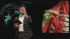 Кровоснабжение верхней конечности