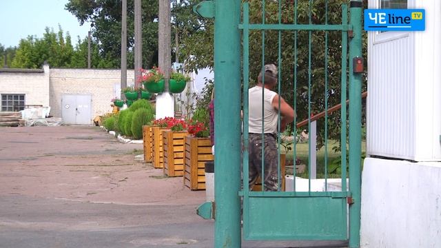 Пересаженные ели осыпаются: выживут ли хвойные, которые росли возле «Деснянской правды» смотреть онлайн