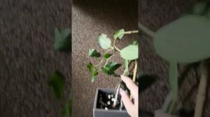 Бенгальский фикус или фикус Одри. 1ч. 10.08.2022.