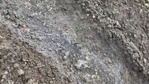 ВЫРАЩИВАЕМ ЛУК-БАТУН