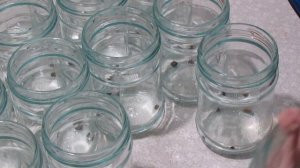 Тушенка из перепела с мягкой косточкой.