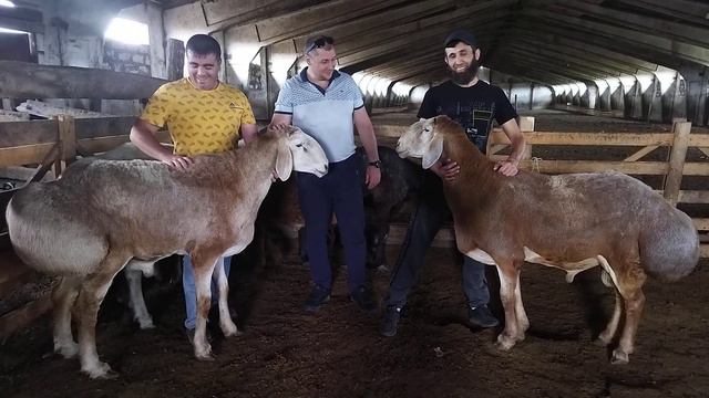 Гиссарские бараны грубого типа  это ихнее рабочее состояние ( 03.07.2022 г.) +79054444790