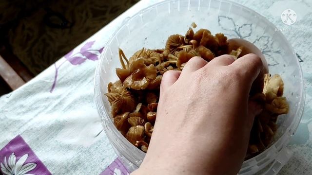 Жаренная картошка с грибами / Жаренная картошка с опятами