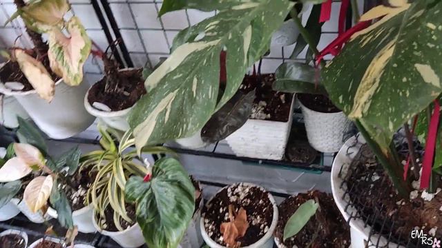 Plants Like No Other  Plants Out of This World  Full Garden Tour