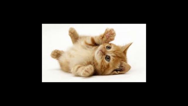 Building and Painting a 40K Imperial Knight смотреть онлайн