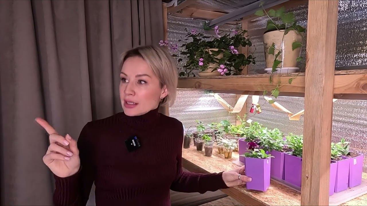 ПЕТУНИЯ КАК СОХРАНИТЬ ПЕТУНИЮ ЗИМОЙ В КВАРТИРЕ
