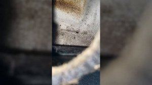 Мокрые полы и забитый дренаж на Lexus IS 250