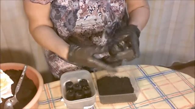 Эустома. Семена эустомы проросли. Что делать дальше смотреть онлайн