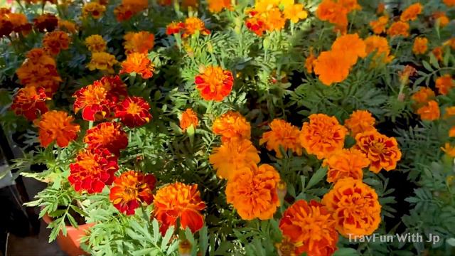 Dubai Plant Market | ദുബൈയിൽ ചെടികൾ വാങ്ങിക്കാൻ പറ്റിയ സ്ഥലം | Plant Nursary Dubai | Cheapest Plant смотреть онлайн