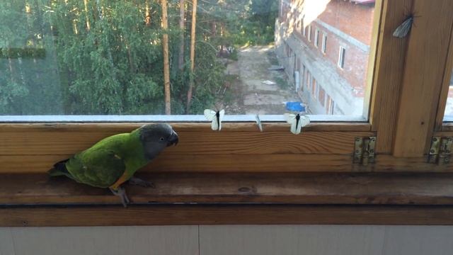 Сенегальский попугай/15/Кузя и бабочки смотреть онлайн