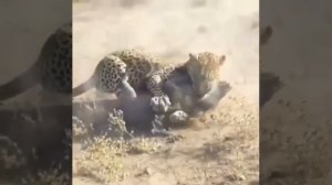 Леопард подкараулил семейство бородавочников у норы. Охота увенчалась успехом