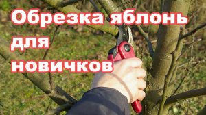 Обрезка яблонь для новичков