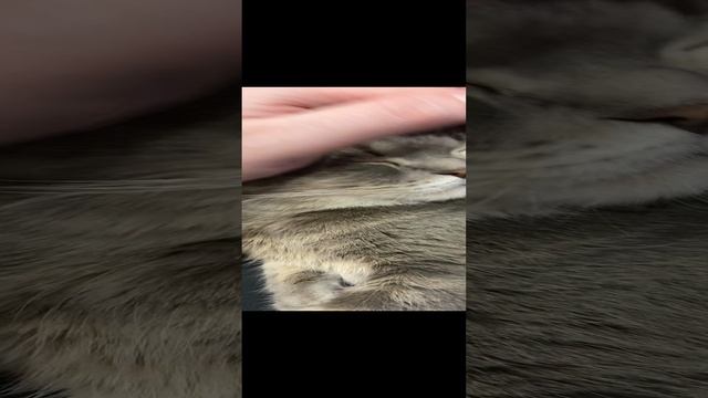 Пуша отдыхает / Pusha is resting