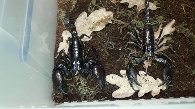 Огромный скорпион! Heterometrus cyaneus смотреть онлайн