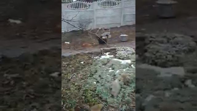 Весёлый песик смотреть онлайн