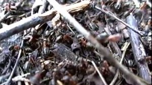 ГСВГ . Германия ЗГВ  Deutsche Natur в/ч 08902  1992 г