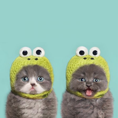 Смешные котики