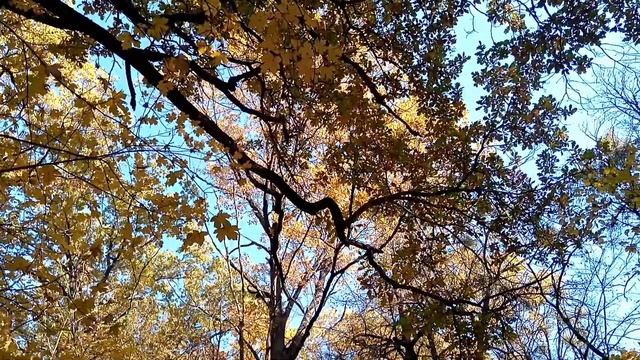 Осенние мотивы.Золотая осень в лесу. смотреть онлайн