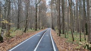 Лес и снег в октябре