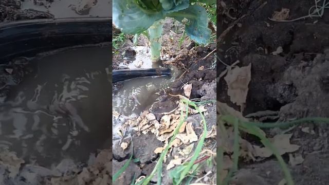 Полив поеденной капусты🤷😭