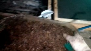 Экспериментальный субстрат, для быстрого роста червя дендробена. Часть первая.