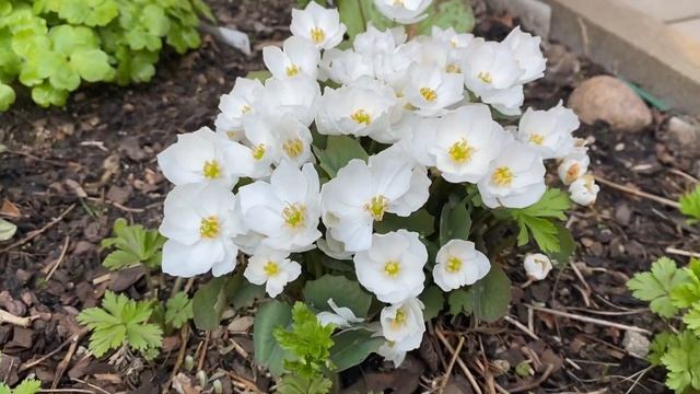 Джефферсония сомнительная Jeffersonia dubia и Jeffersonia dubia alba