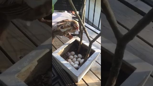 Wild ducks laid eggs in the same flower pots дикие утки отложили яйца в один цветочный горшок смотреть онлайн