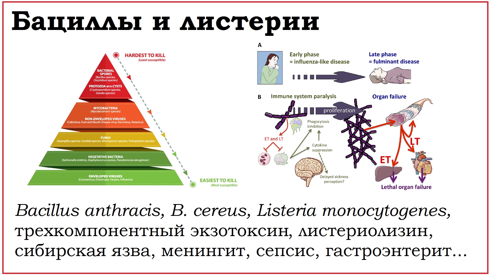 22. Клинически значимые бактерии родов Bacillus и Listeria