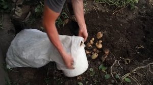 Садим и сравниваем какая картошка дает лучшие результаты крупная резаная или мелкая с куриное яйцо