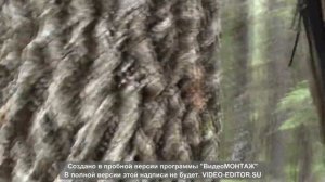 Делаем солонцы.