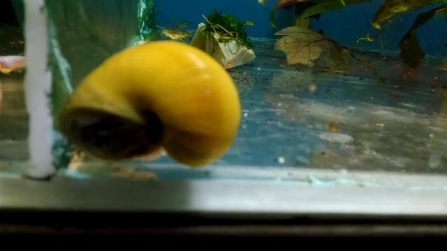 #Аквариум #для #начинающих #Улитки #ампулярии. #Размножение #ампулярий, #уход, #содержание смотреть онлайн