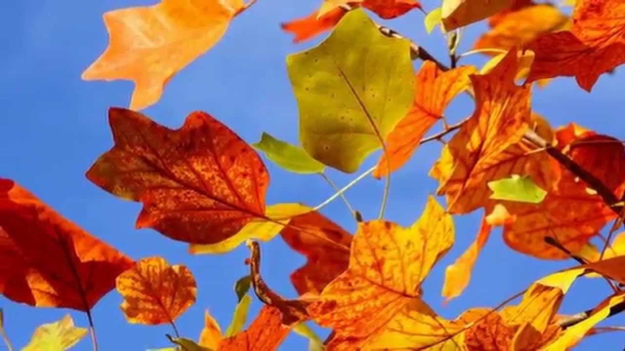 Осенние листья