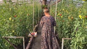 Сравнительная оценка гибридов томата Пинк Парадайз и Пинк Мэджик ?