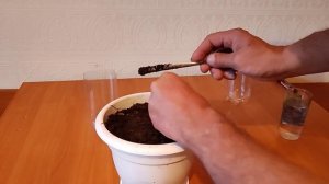 Манго: как посадить пророщенную косточку, какую землю используем, как сажаем и др. тонкости посадки