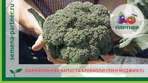 САМАЯ РАННЯЯ КАПУСТА БРО­ККОЛИ – ГРИН МЭДЖИК F1