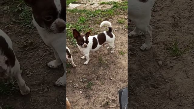 Новых видео ПОКА не будет - сломалась видеокамера 19.09.23 #чихуахуа #купитьчихуахуа #shorts #прода смотреть онлайн