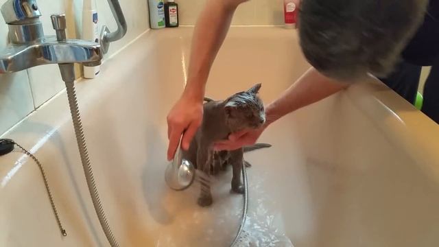 Как мыть кота.Британский кот моется. смотреть онлайн