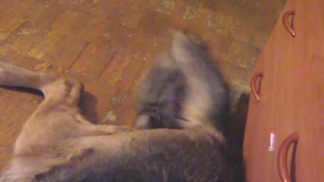 Щенки шпица 1.5 мес смотреть онлайн